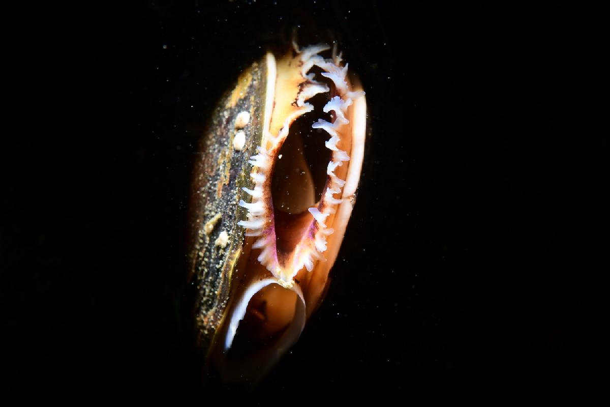 mossel
