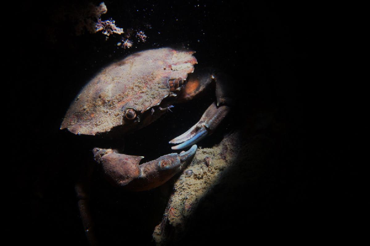 krab