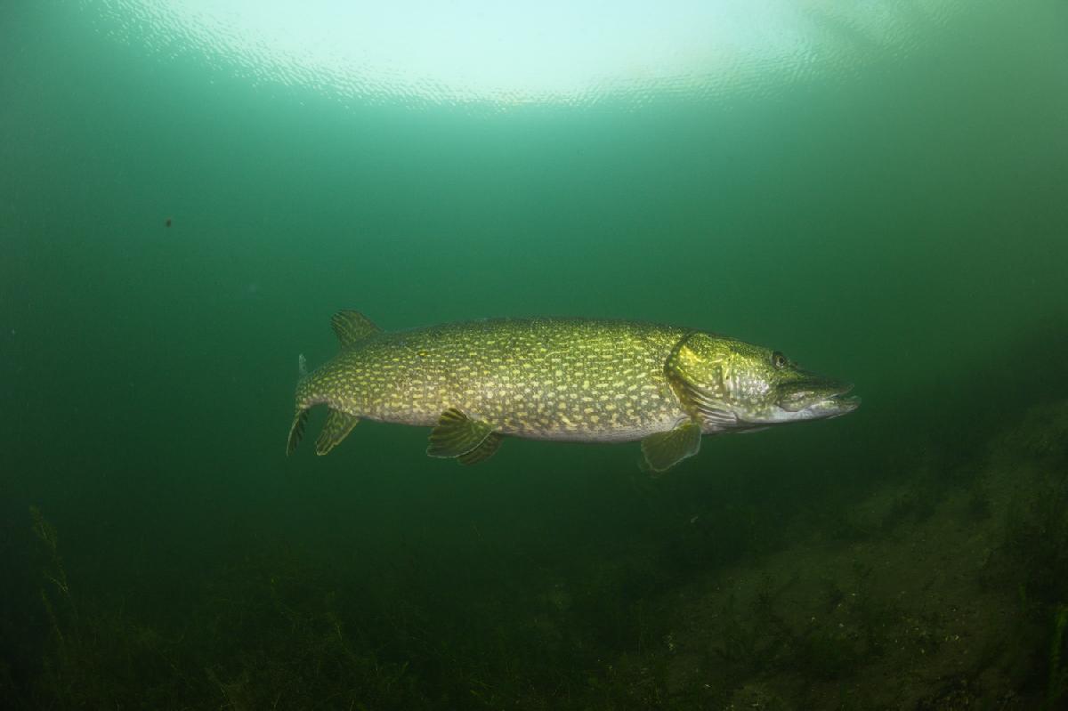 Snoek