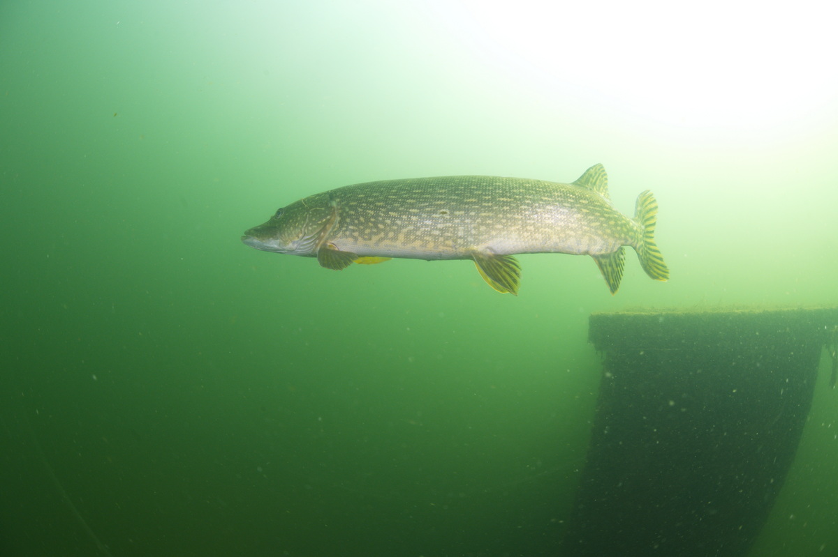 snoek boven de bushalte