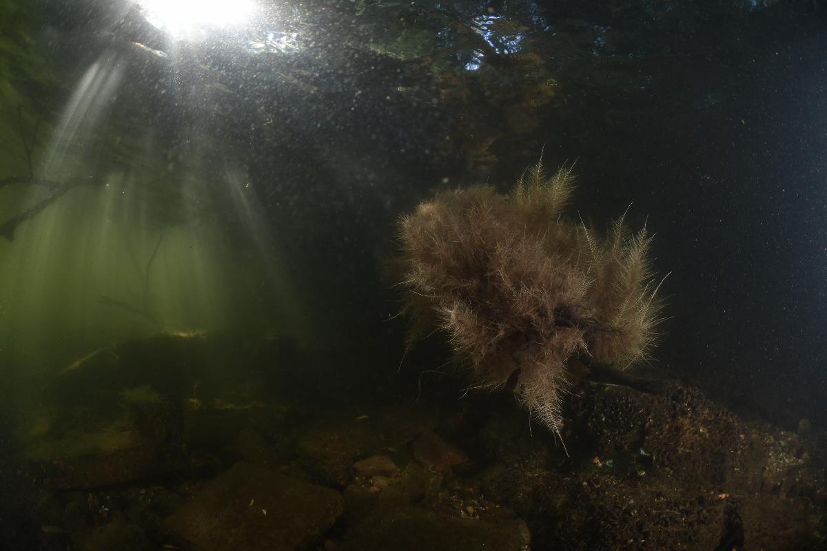 zonnestralen op een soort wier