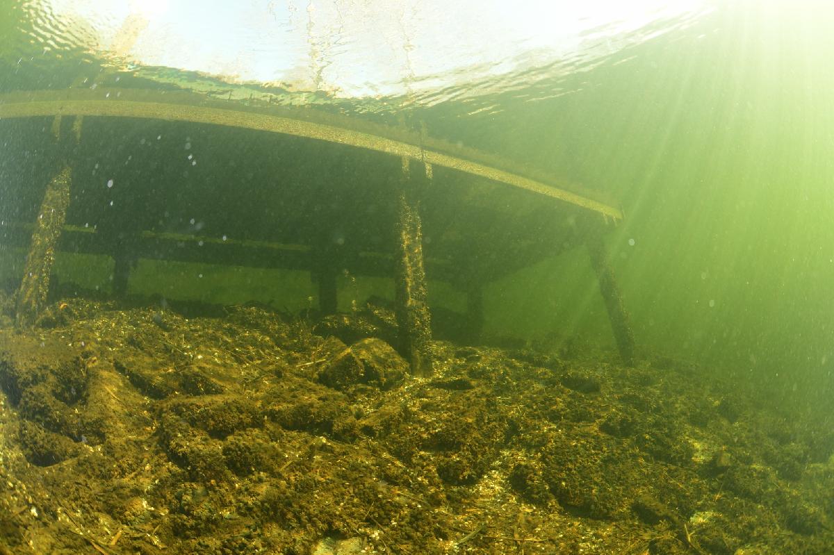 duiksteiger in de spiegelplas