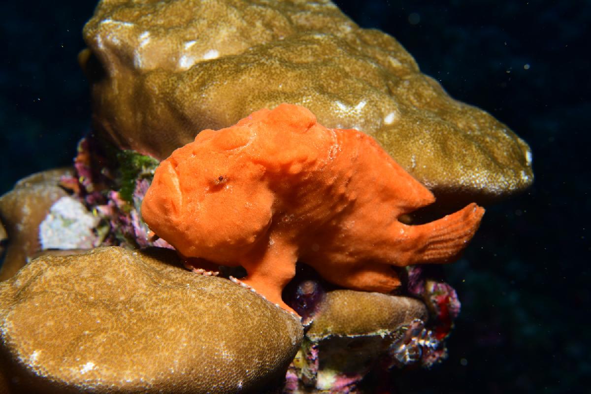 frogfish