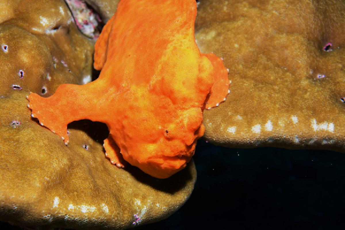 frogfish