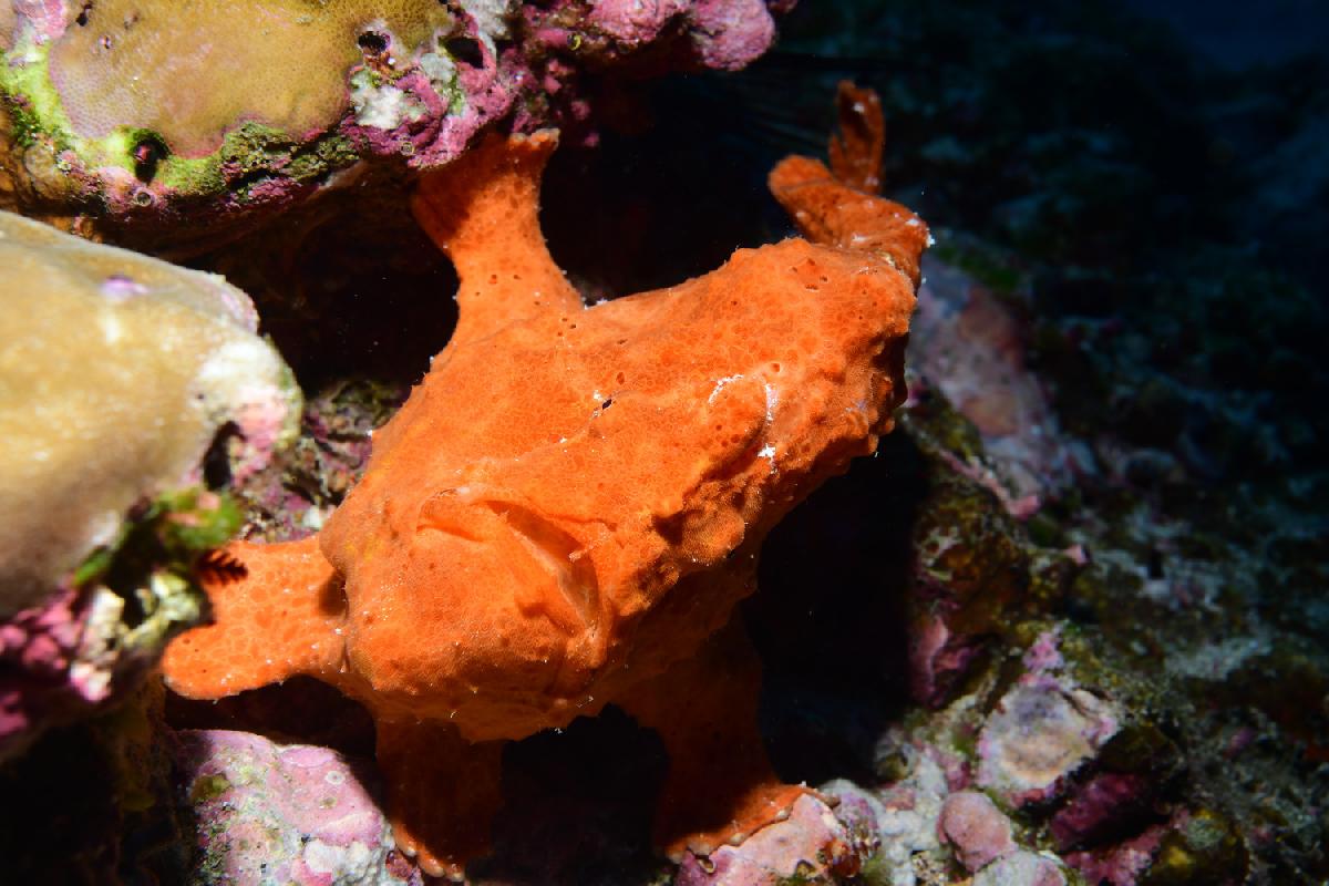 frogfish
