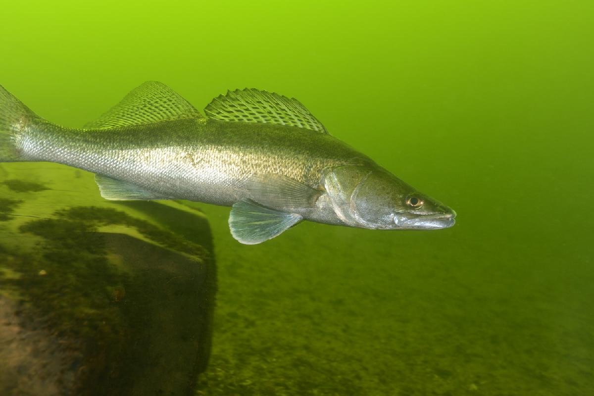 Snoekbaars in de Lithse ham
