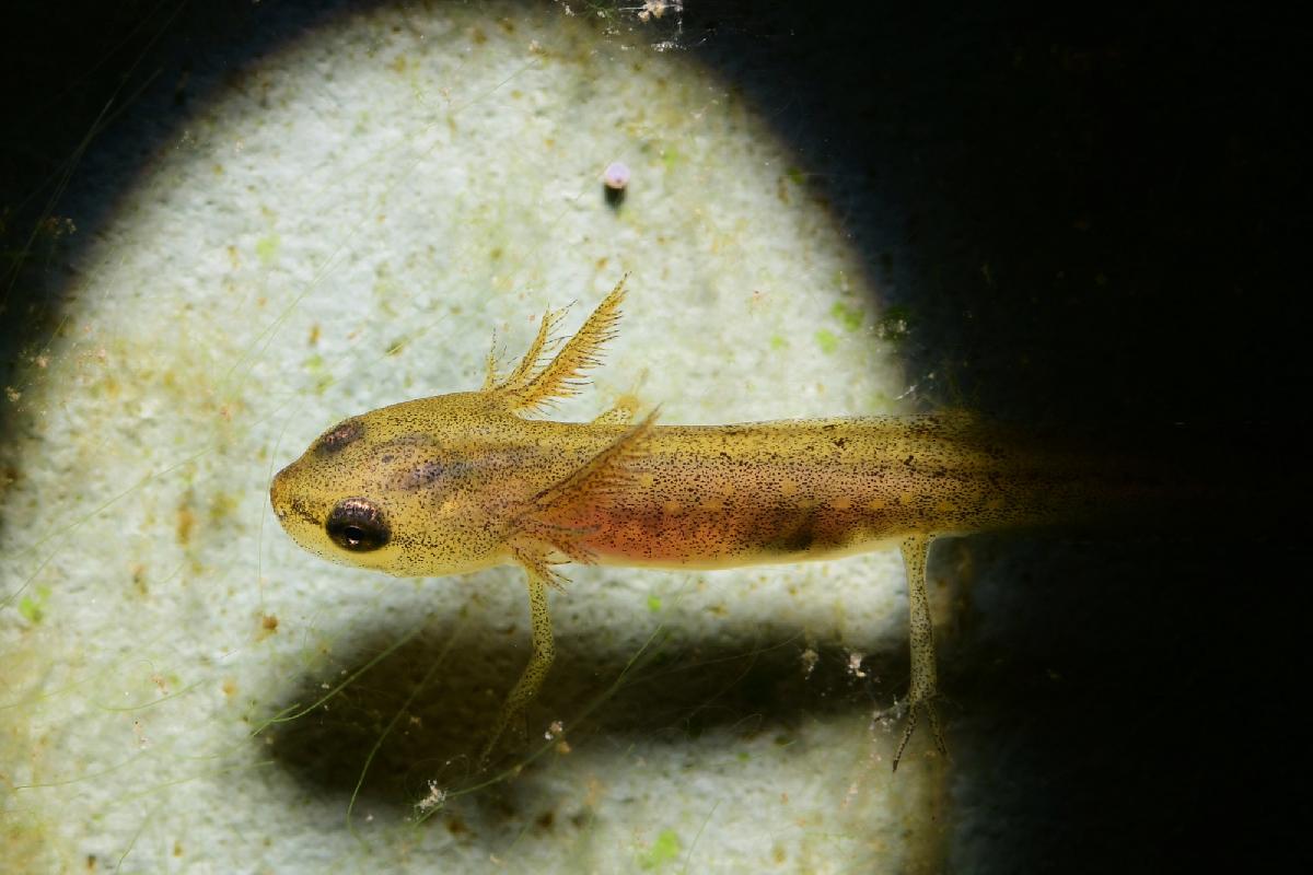 jonge salamander
