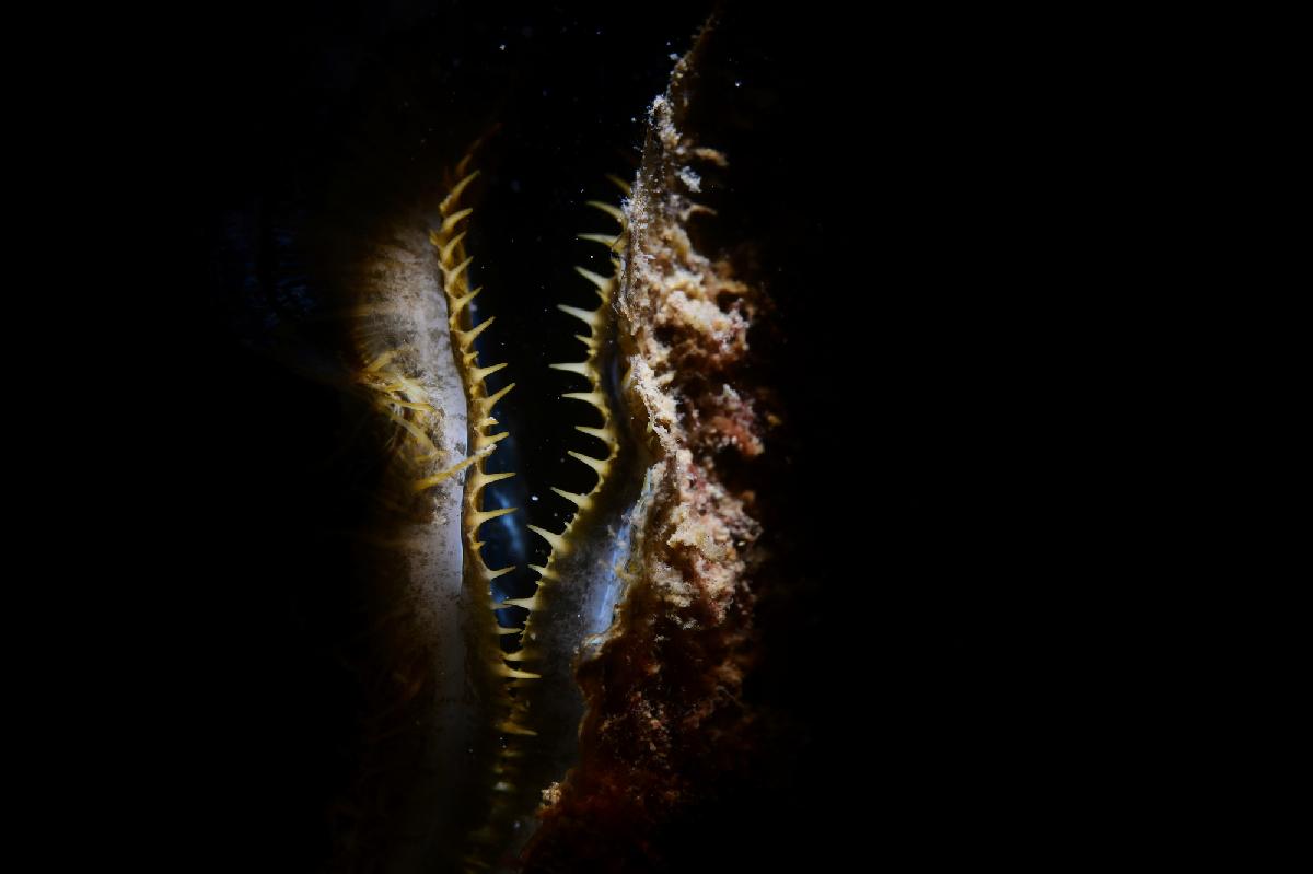 oester