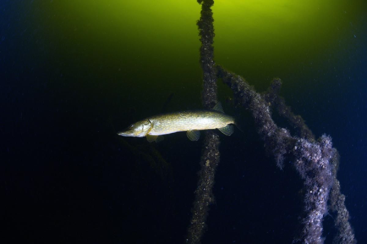 Snoek tussen de boomtakken