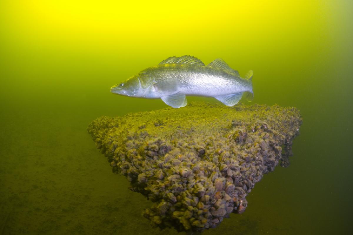 snoekbaars boven tafeltje