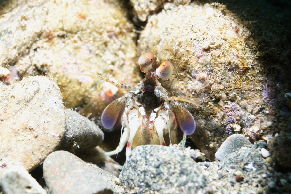 kleine mantis shrimp