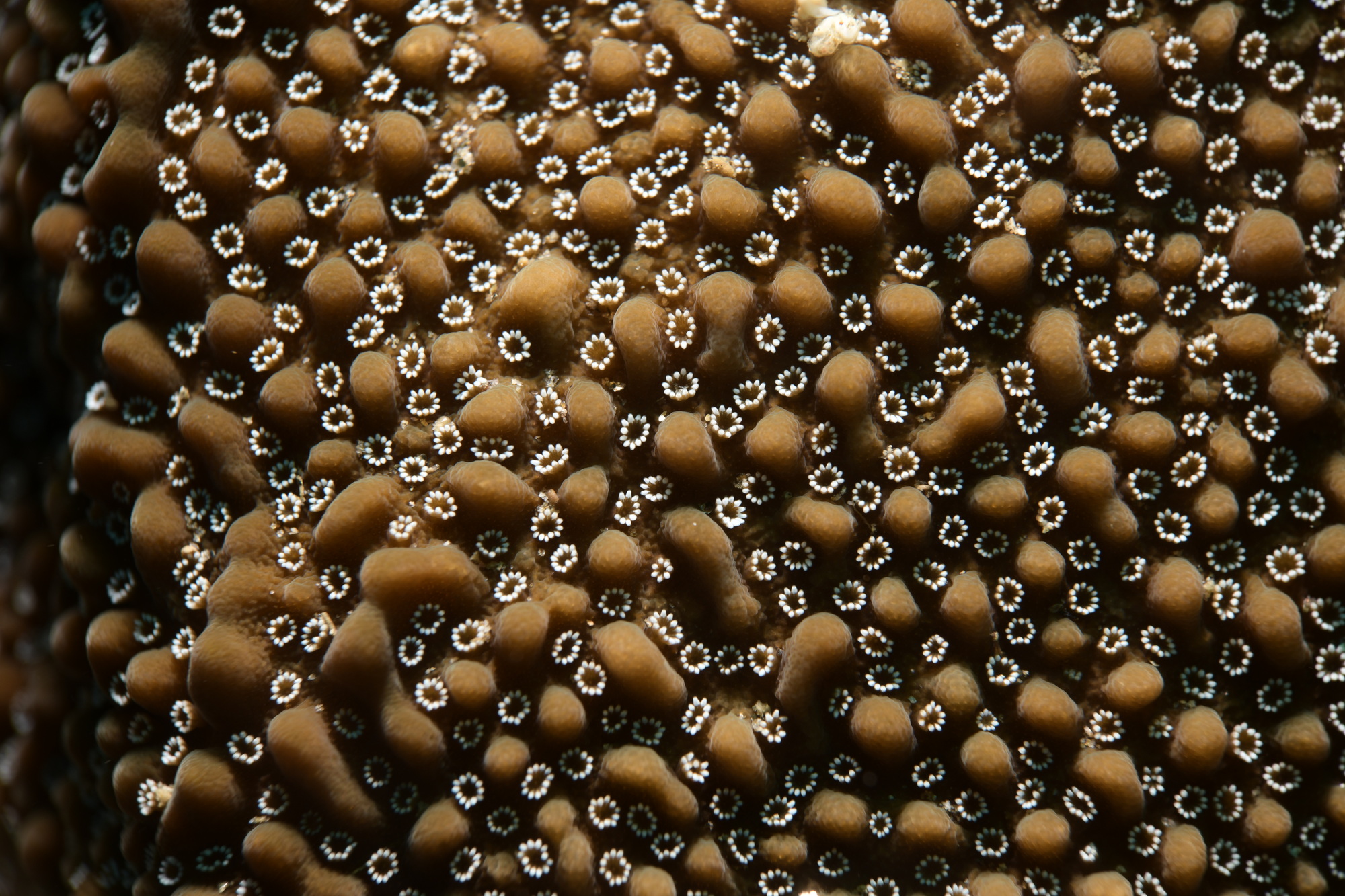 closeup van koraal