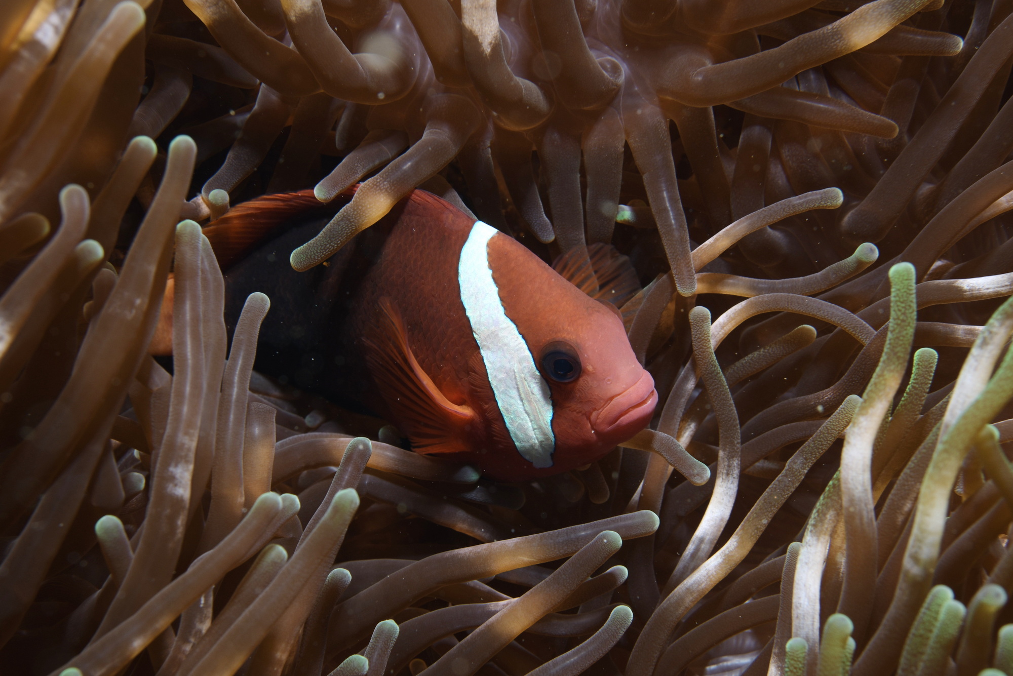 clownfish in een anemoon