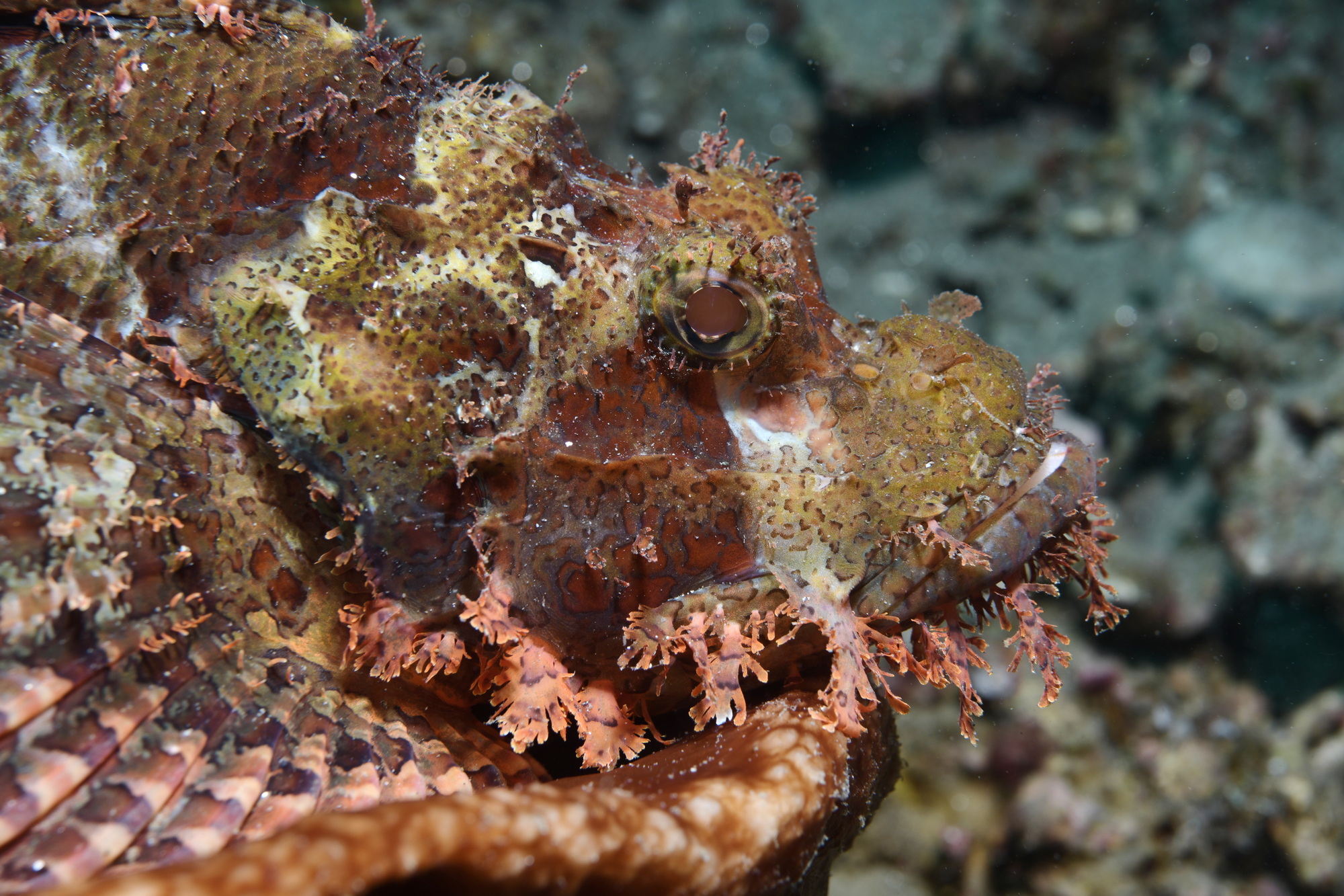 schorpioenvis