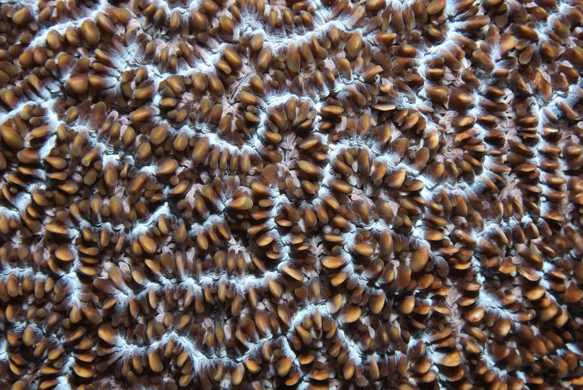 closeup van koraal