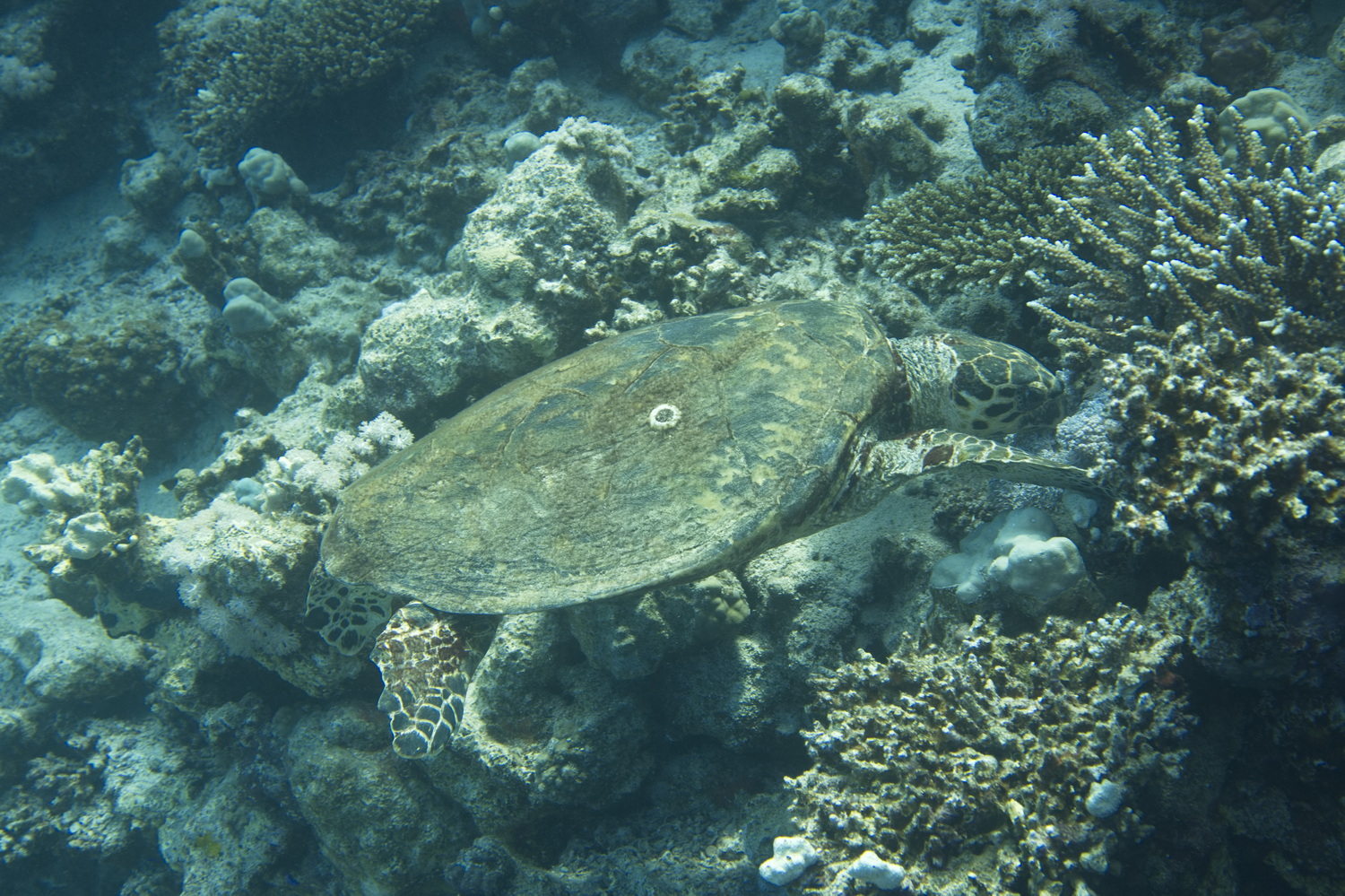 schildpad op het rif