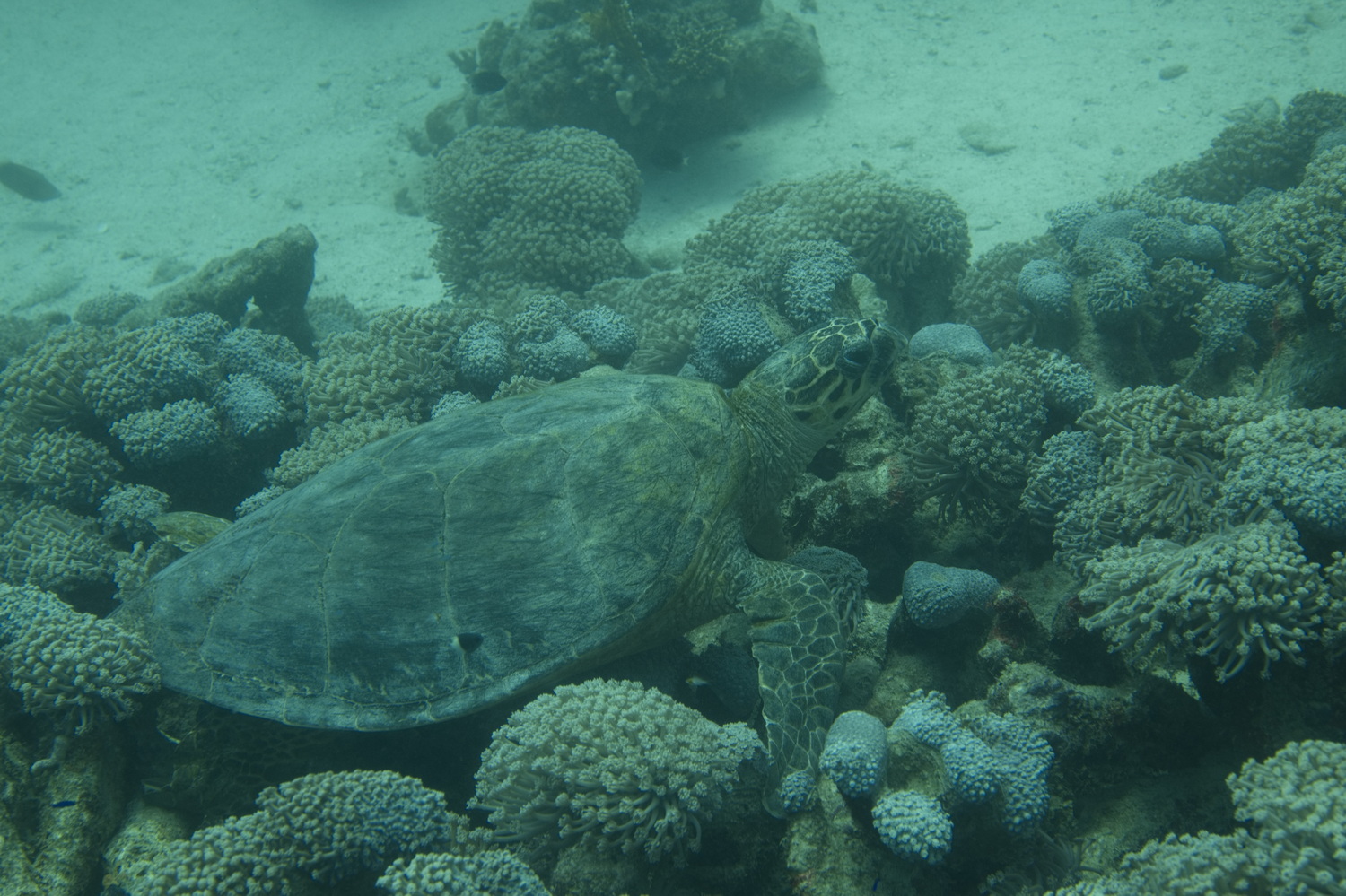 schildpad