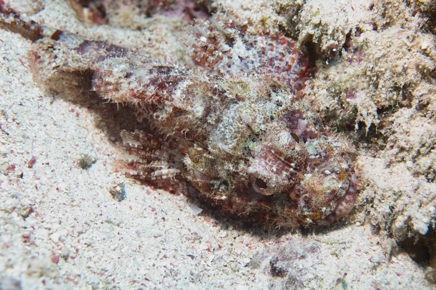schorpioenvis