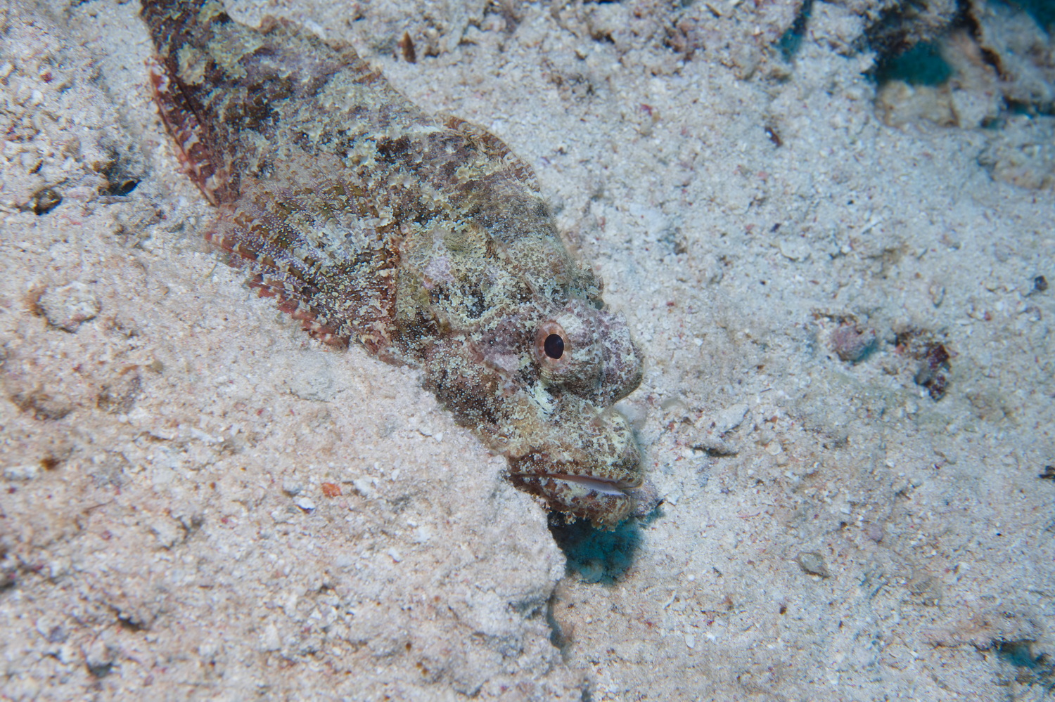 schorpioenvis
