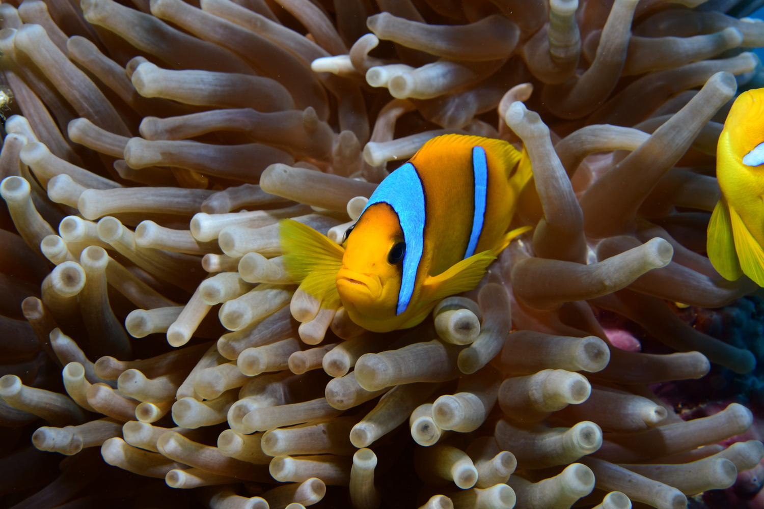 anemoonvis