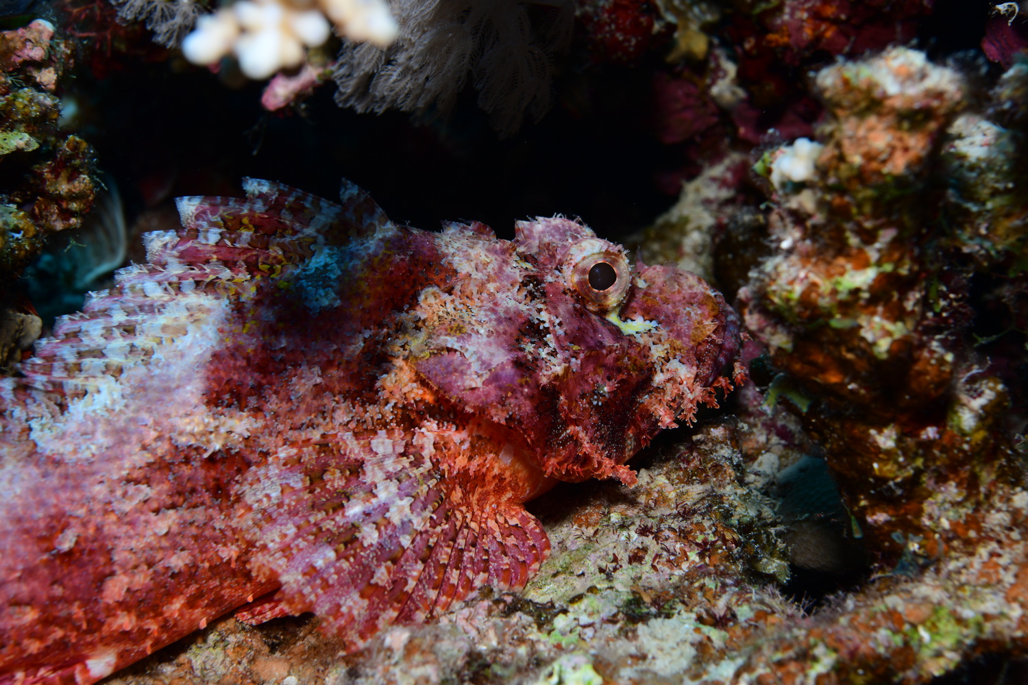 schorpioenvis