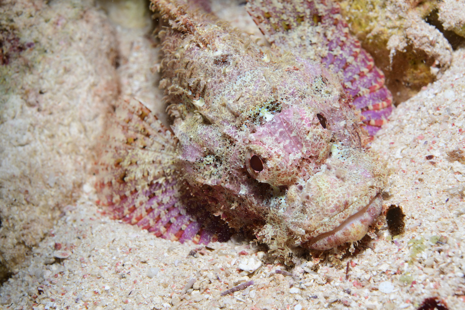 schorpioenvis