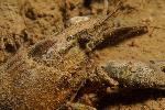 zoetwater kreeft