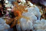 Orang Oetan krab
