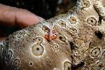 Mini kreeft en krab op een zeekomkommer