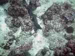 Moray Eel