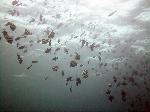 Bannerfish and Redtooth Triggerfish