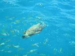 Maori Wrasse swimming around the boat