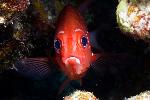 Squirrelfish