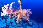 Zacht koraal op oude ankerlijn