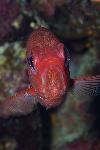 squirrelfish