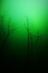 Bomen onder water