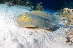 Blue spotted stingray