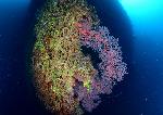 Koraal op de Heian Maru