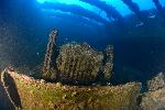 Bulldozer in het ruim van de Hoki Maru