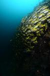 school blue striped grunts (neertje)