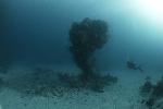 koraalbonk met duiker