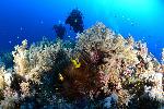 anemoon, koraalduivel en duikers