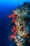 zacht koraal op het rif