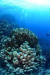 koraalrif met duiker