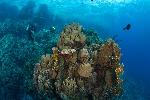 Duikers op het koraalrif