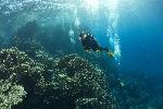 duikers op het koraalrif