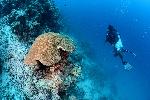 duiker naast het koraal