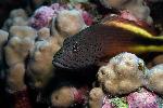 koraalkilmmer