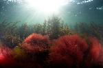 zonnestralen boven de rood en groenwieren