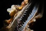 tandjes van een oester